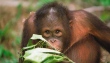 Sabah - Orangutan