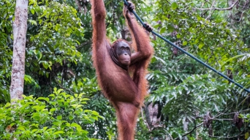 Semenggkok - rehabilitan centrum orangutan