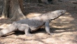 Komodo