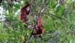 Gunung Leuser