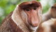 Kalimantan