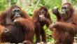 Kalimantan