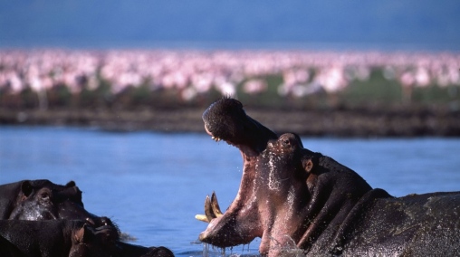 Lake Manyara